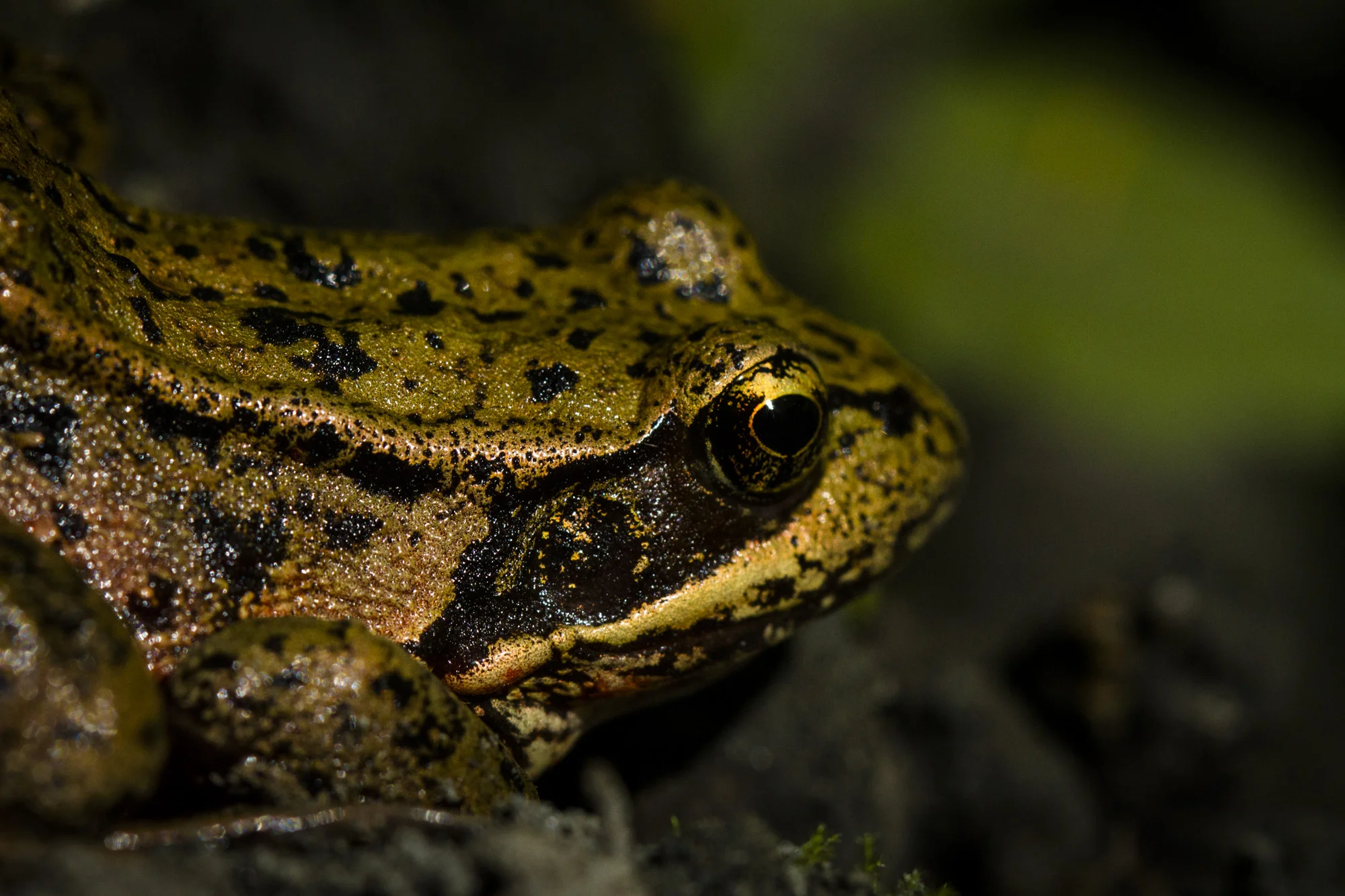 Columbia Spotted Frog ( Rana luteiventris ) Montana