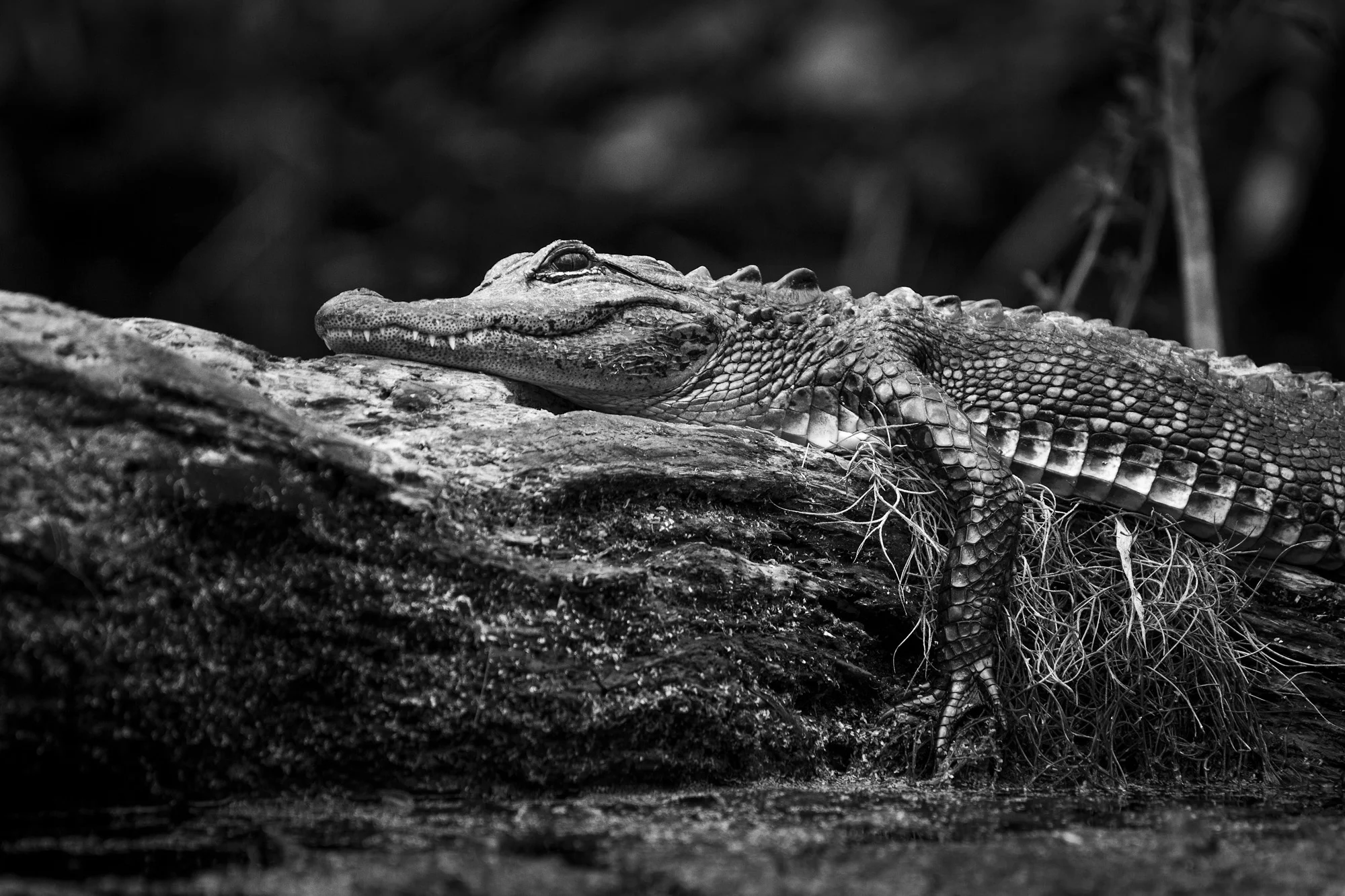 American Alligator ( Alligator mississippiensis ) Florida