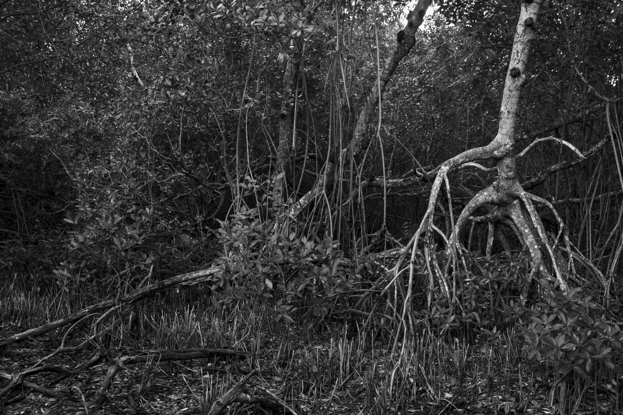 Everglades Hammock Florida