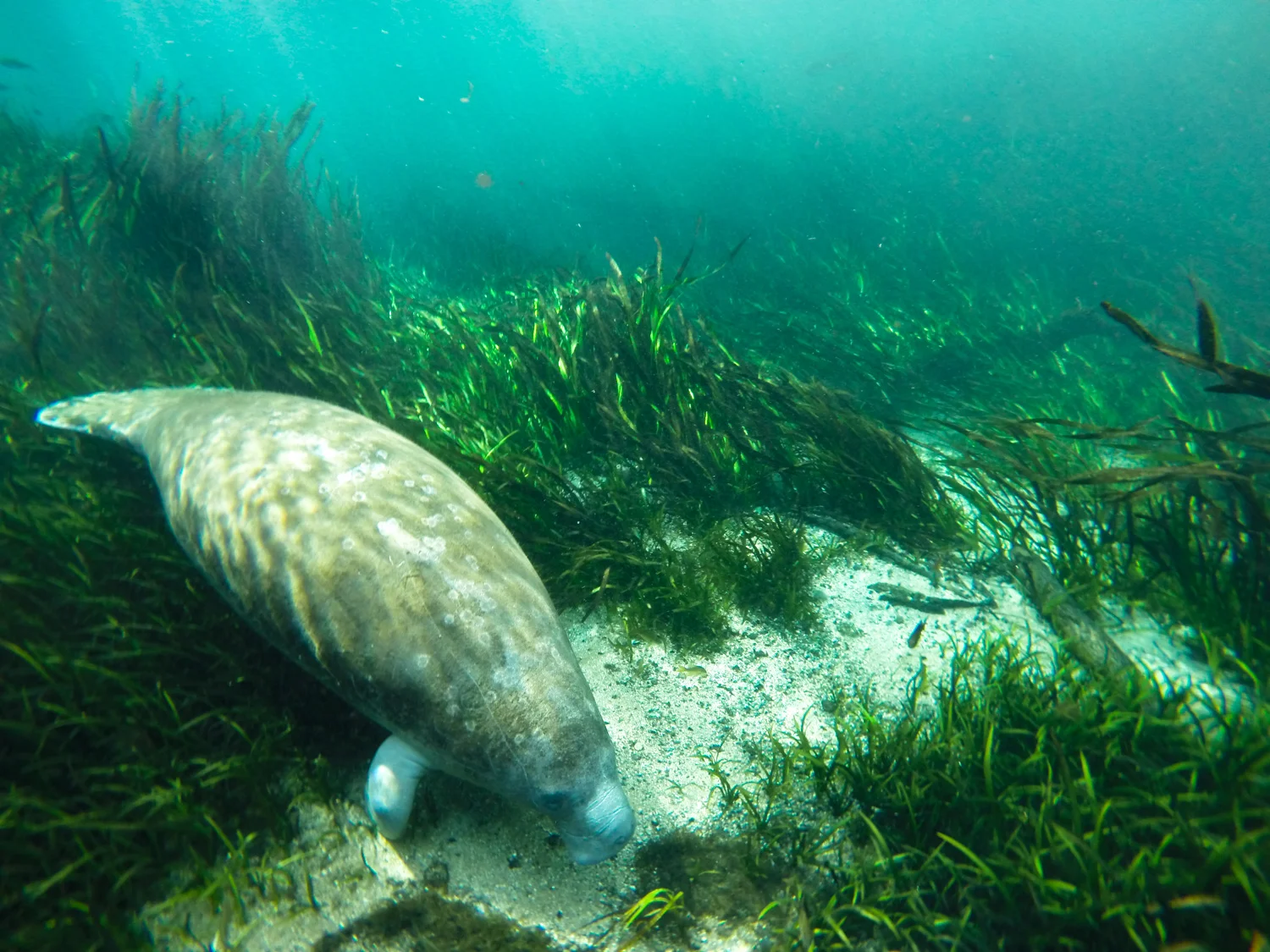 A young West Indian Manatee ( Trichechus manatus ) feeding on eel grass. Ichetucknee River.