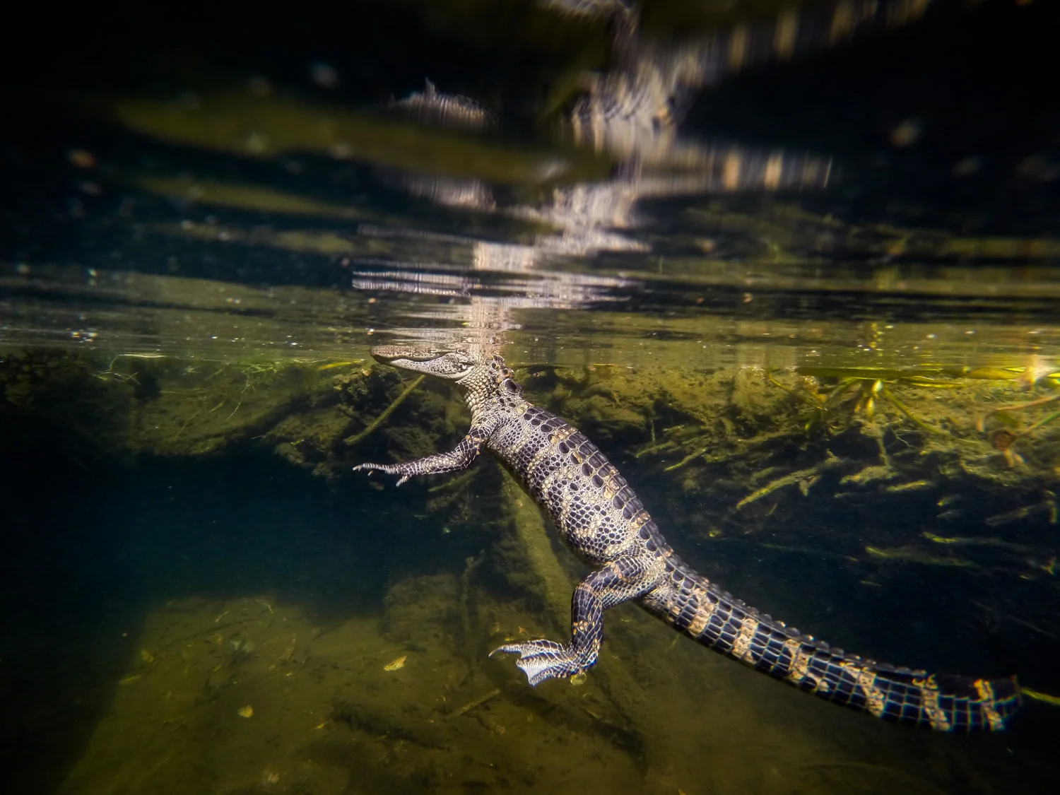 An alligator ( Alligator mississippiensis ) rests just below the surface in Florida's Silver Glen Spring. 