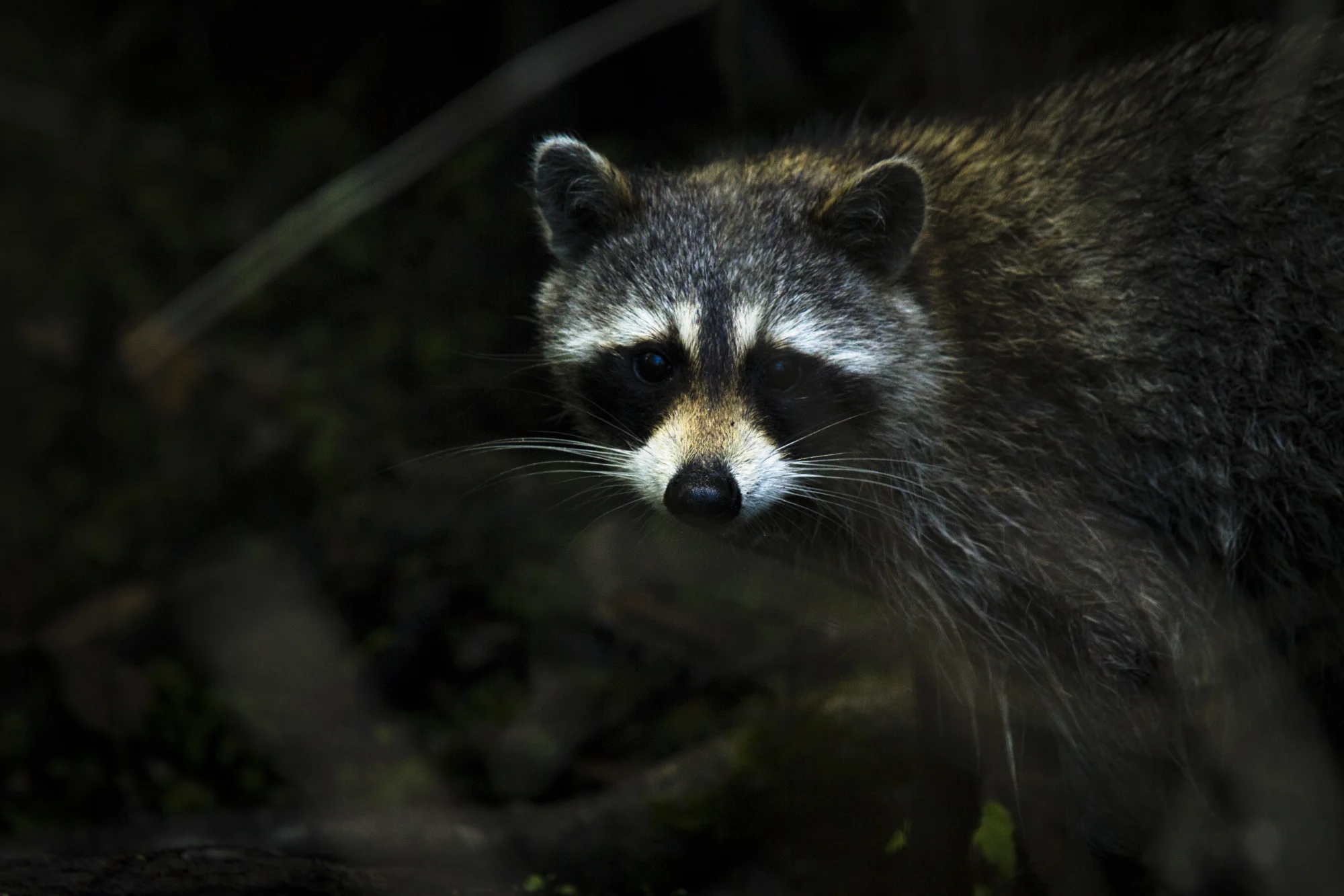 Florida Raccoon (Procyon lotor elucus) Florida
