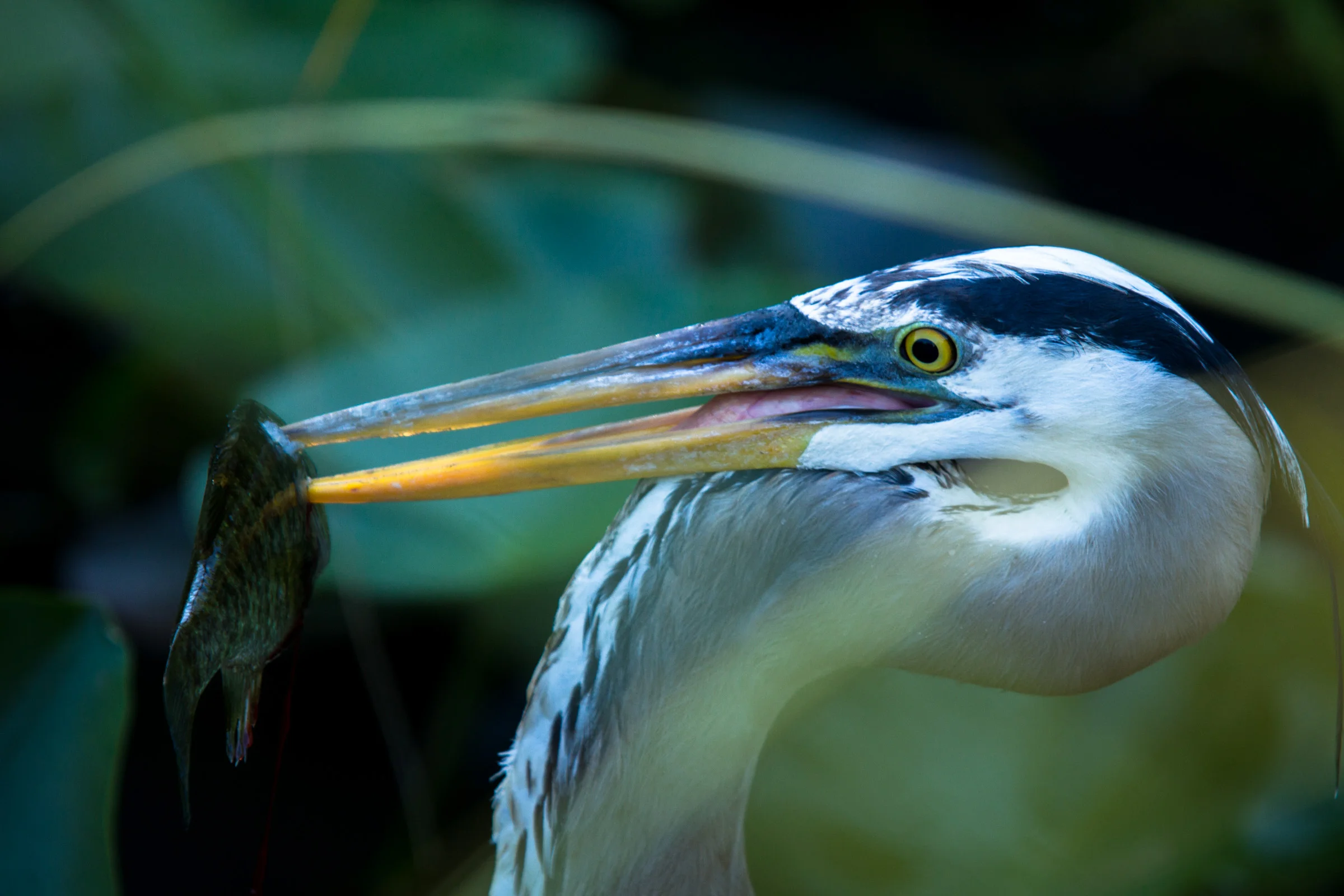 Great Blue Heron ( Ardea herodias ) Everglades National Park Florida