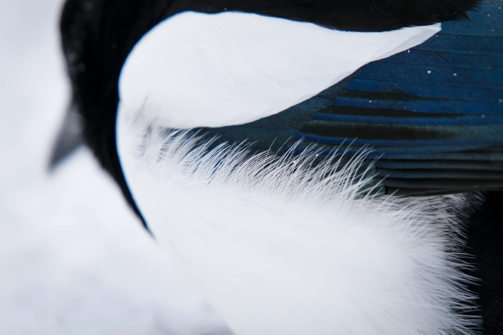 Magpie ( Pica hudsonia ) Rocky Mountain National Park Colorado