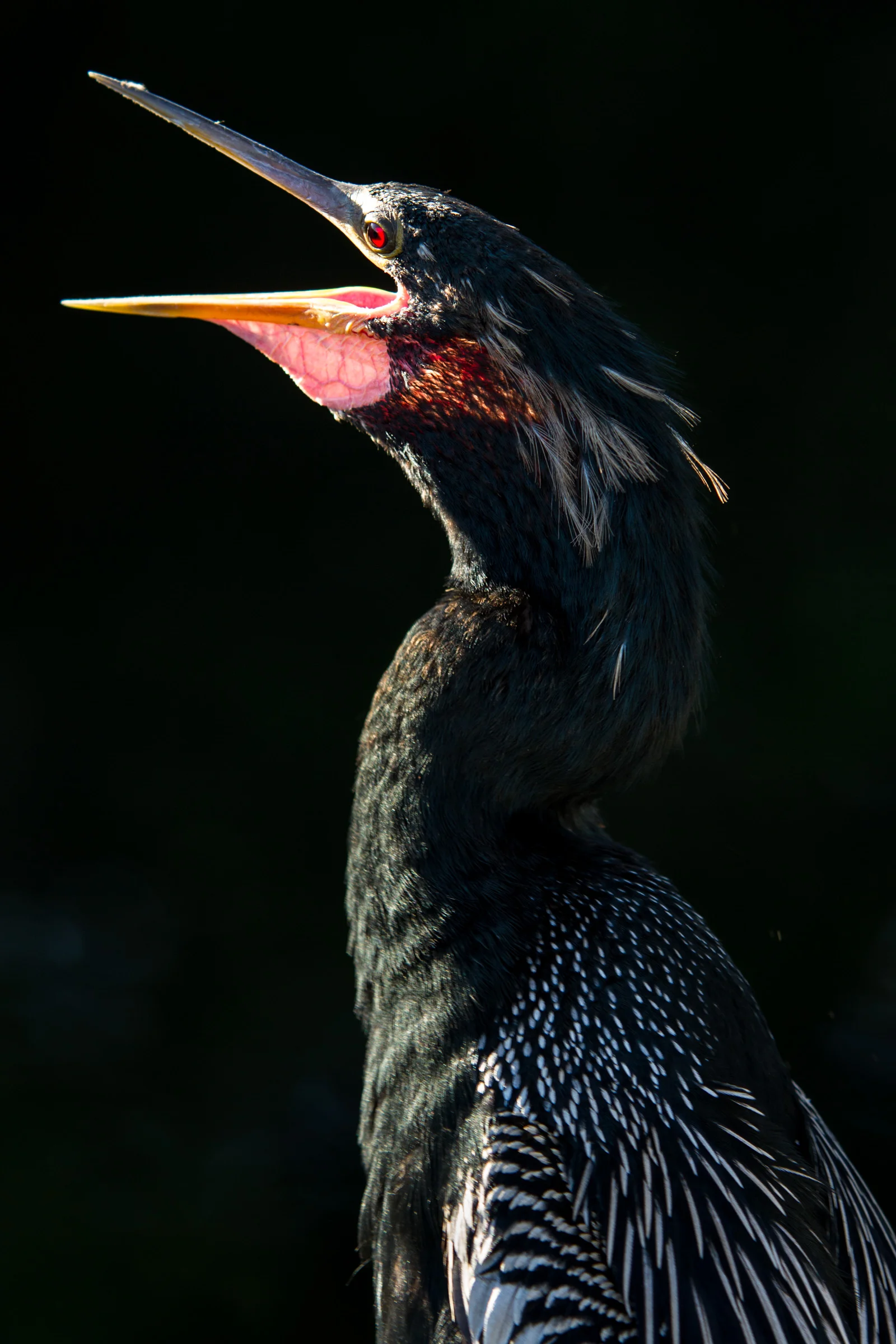 Anhinga ( Anhinga anhinga ) Everglades National Park Florida