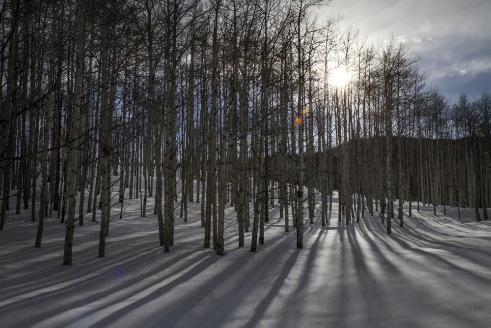 Aspen trees and shadows.