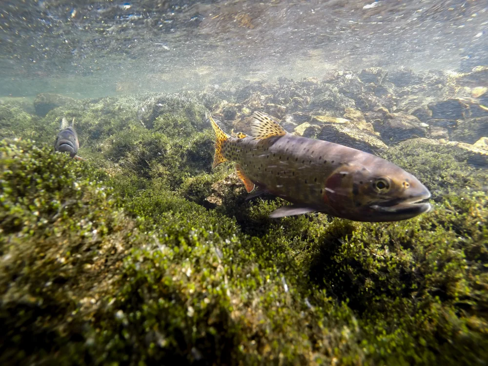 Greenback Cutthroat Trout in the outlet of Odessa Lake in Rocky Mountain National Park.
