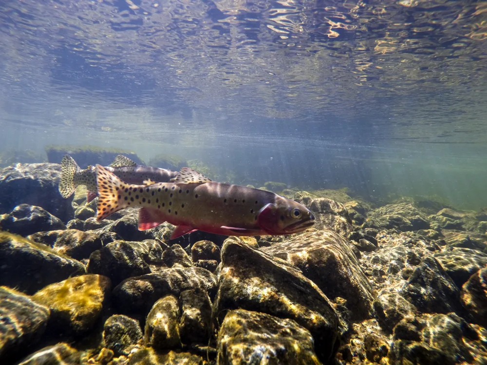 Greenback Cutthroat Trout in Fern Lake in Rocky Mountain National Park.