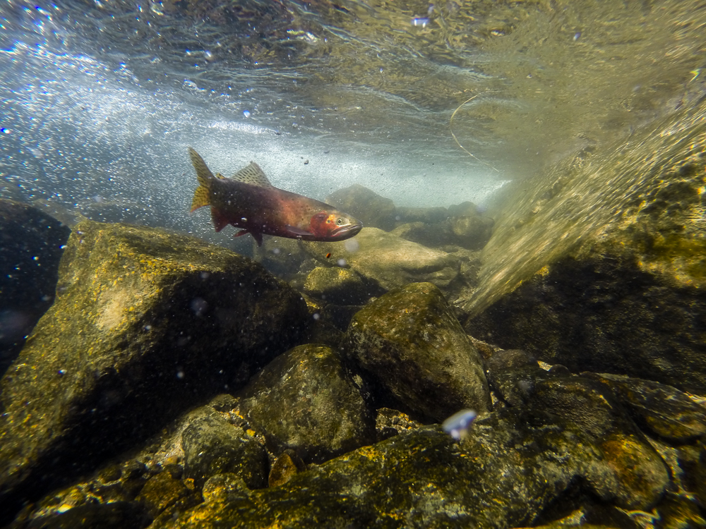  A male greenback cutthroat swims in the inlet of Arrowhead Lake. 