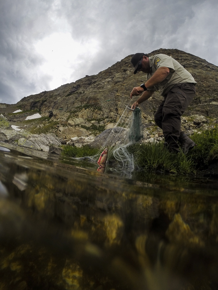  Chris Kennedy of the US Fish and Wildlife Service uses a net to conduct a population study of greenback cutthroats. 