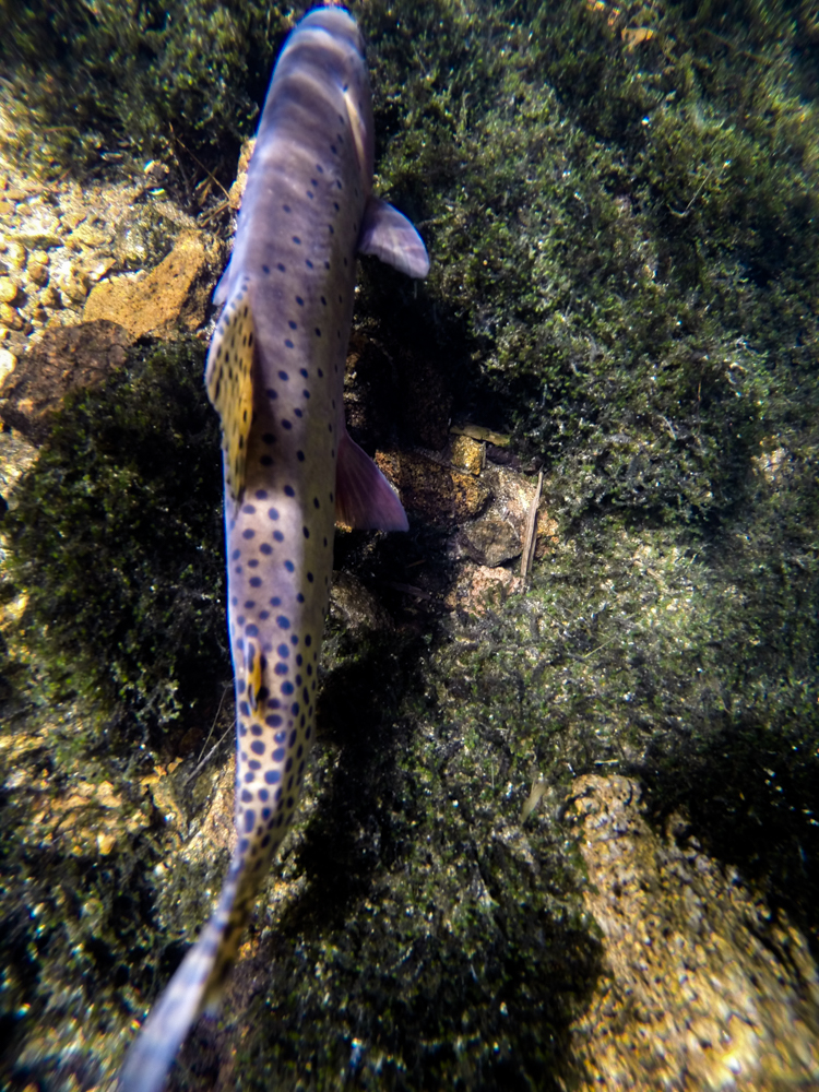  Overhead view of a greenback cutthroat on a spawning bed. 