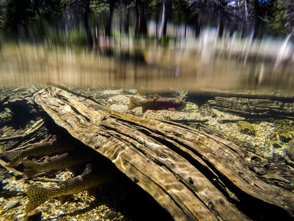 Greenback cutthroat, Rocky Mountain National Park, Colorado.