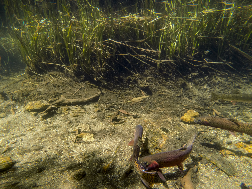  Territorial display of greenback cutthroat trout. 