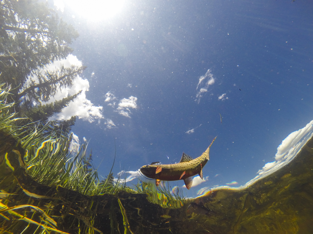  Surface feeding, view from below. 