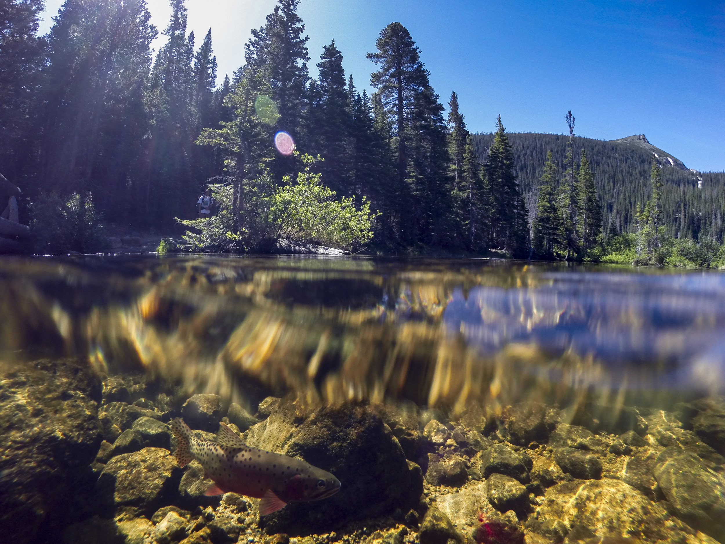  A greenback cutthroat in spawning colors.&nbsp; Rocky Mountain National Park. 