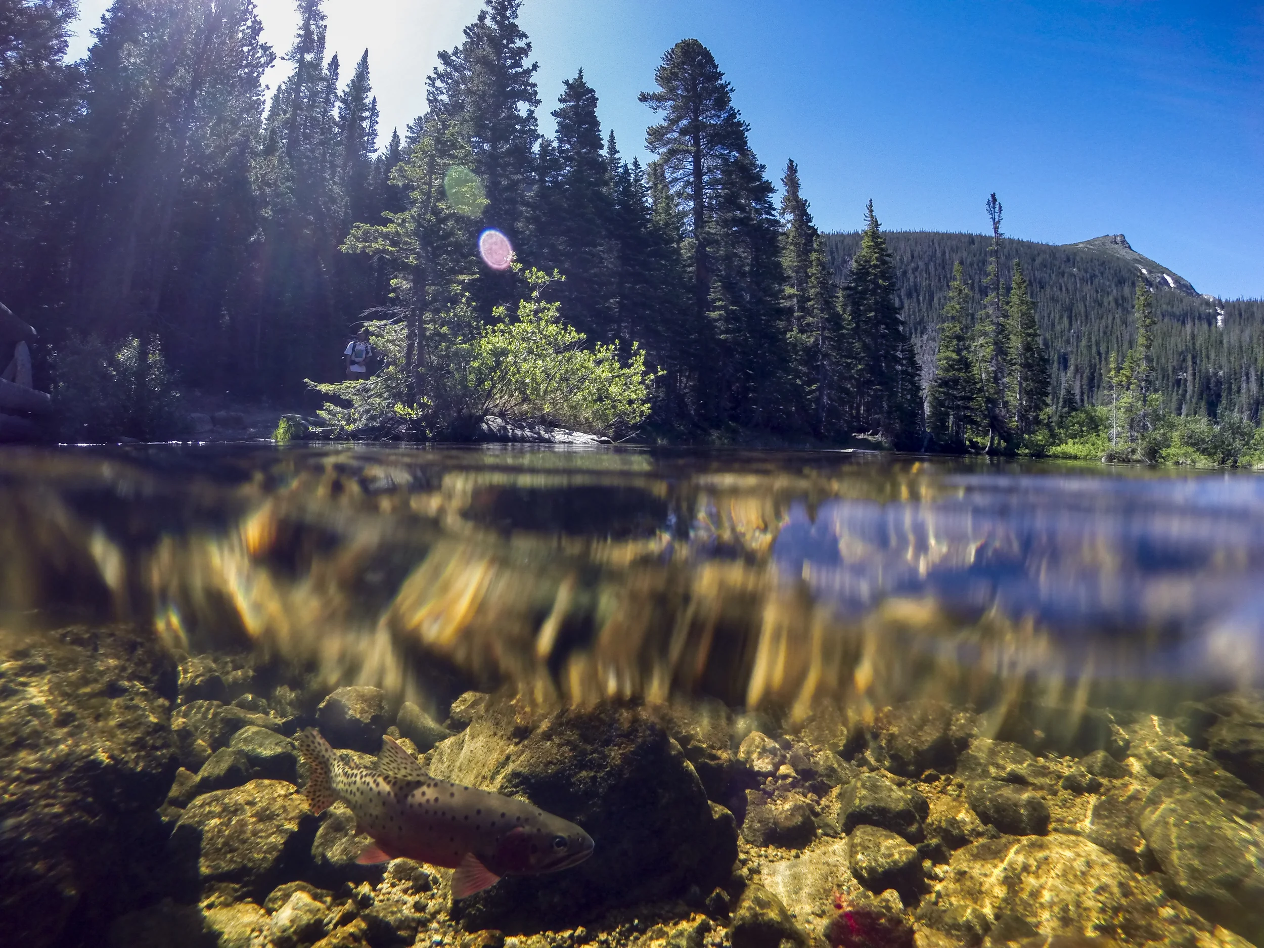 A greenback cutthroat in spawning colors. Rocky Mountain National Park.