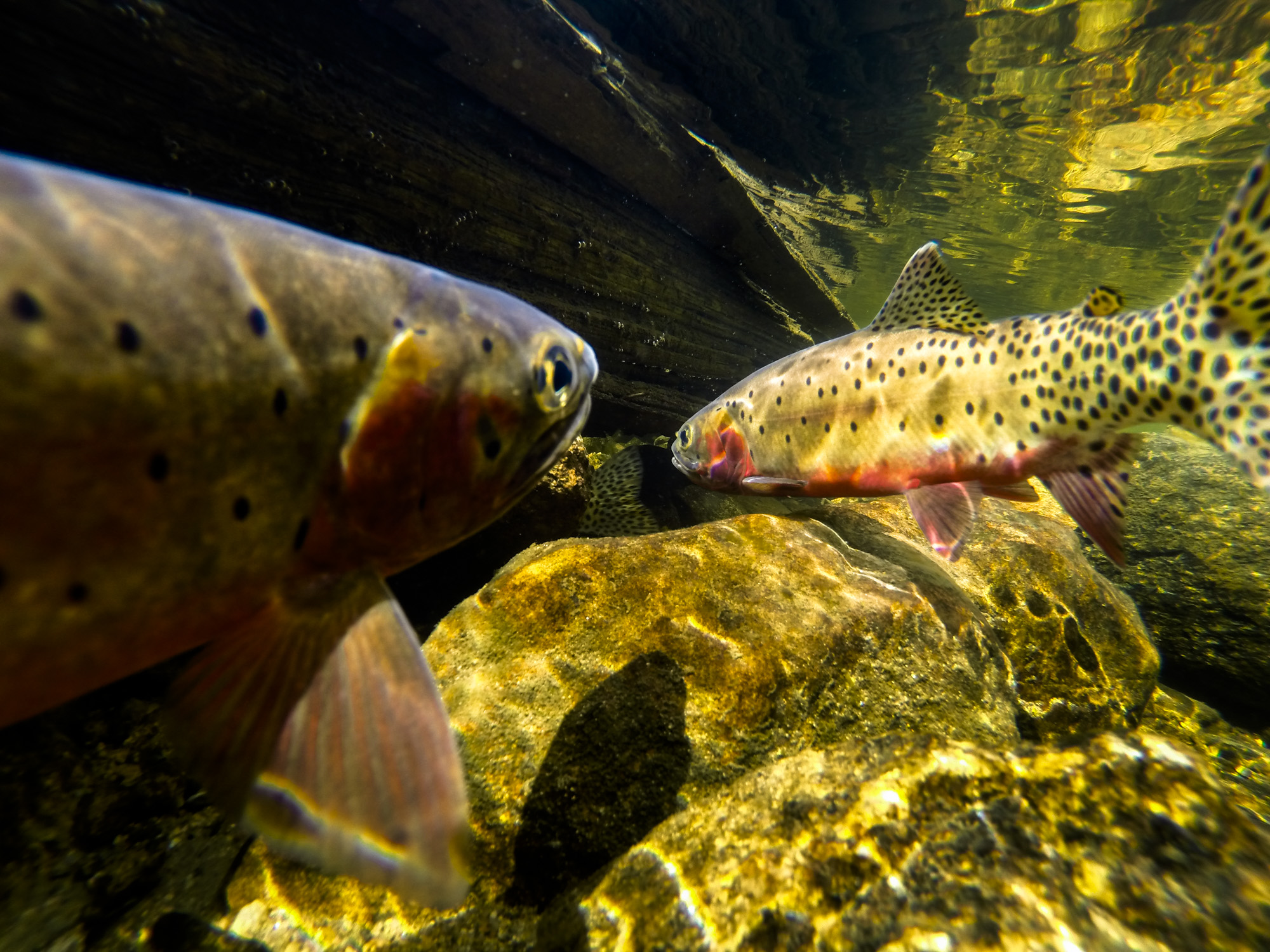  Greenback cutthroats in spawning colors. 