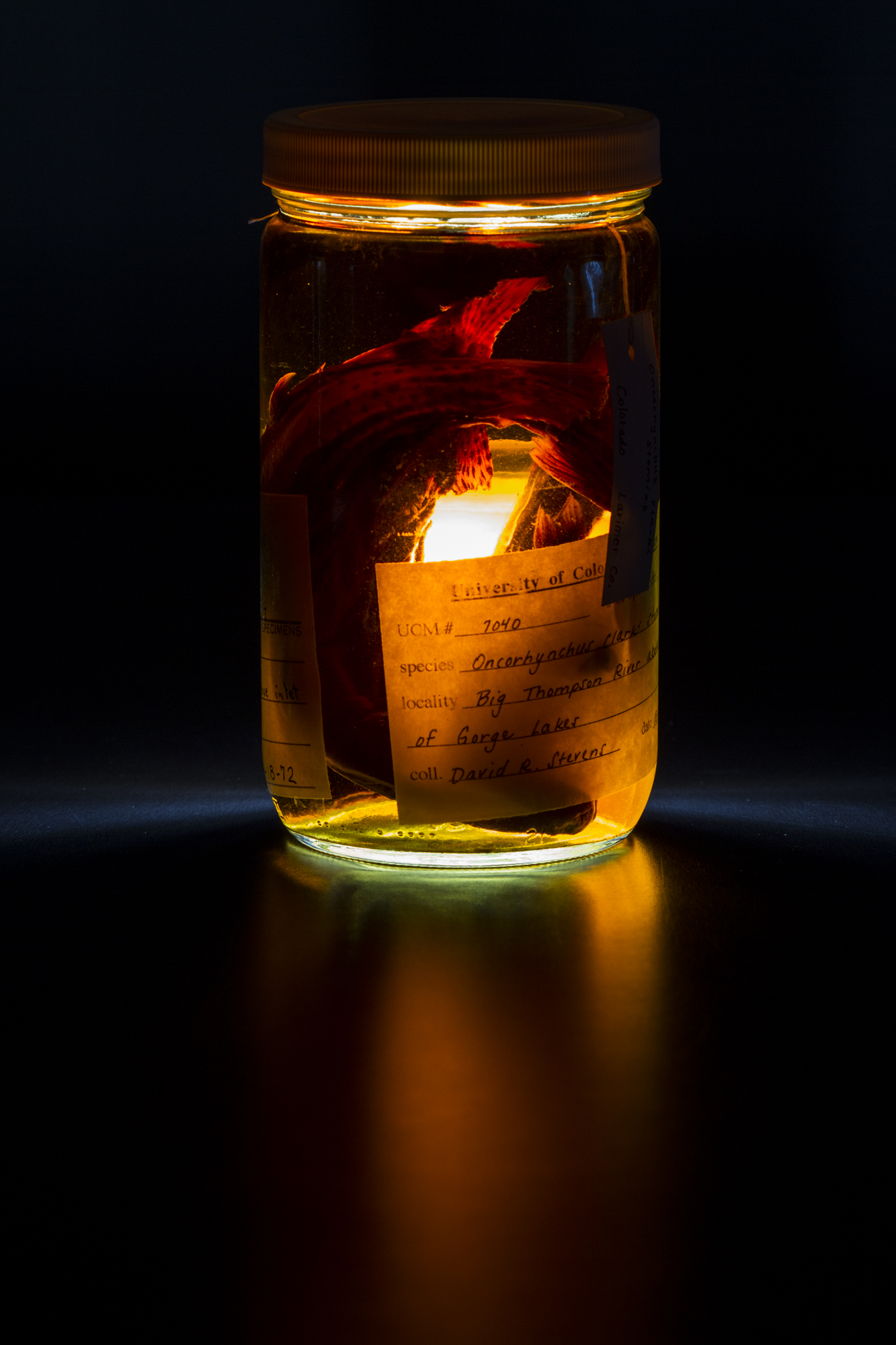  Specimen of greenback cutthroat in the collection of University of Colorado at Boulder.&nbsp; Museum specimens dating back to the mid 19th century have been used for genetic mapping of greenback cutthroats.&nbsp; 