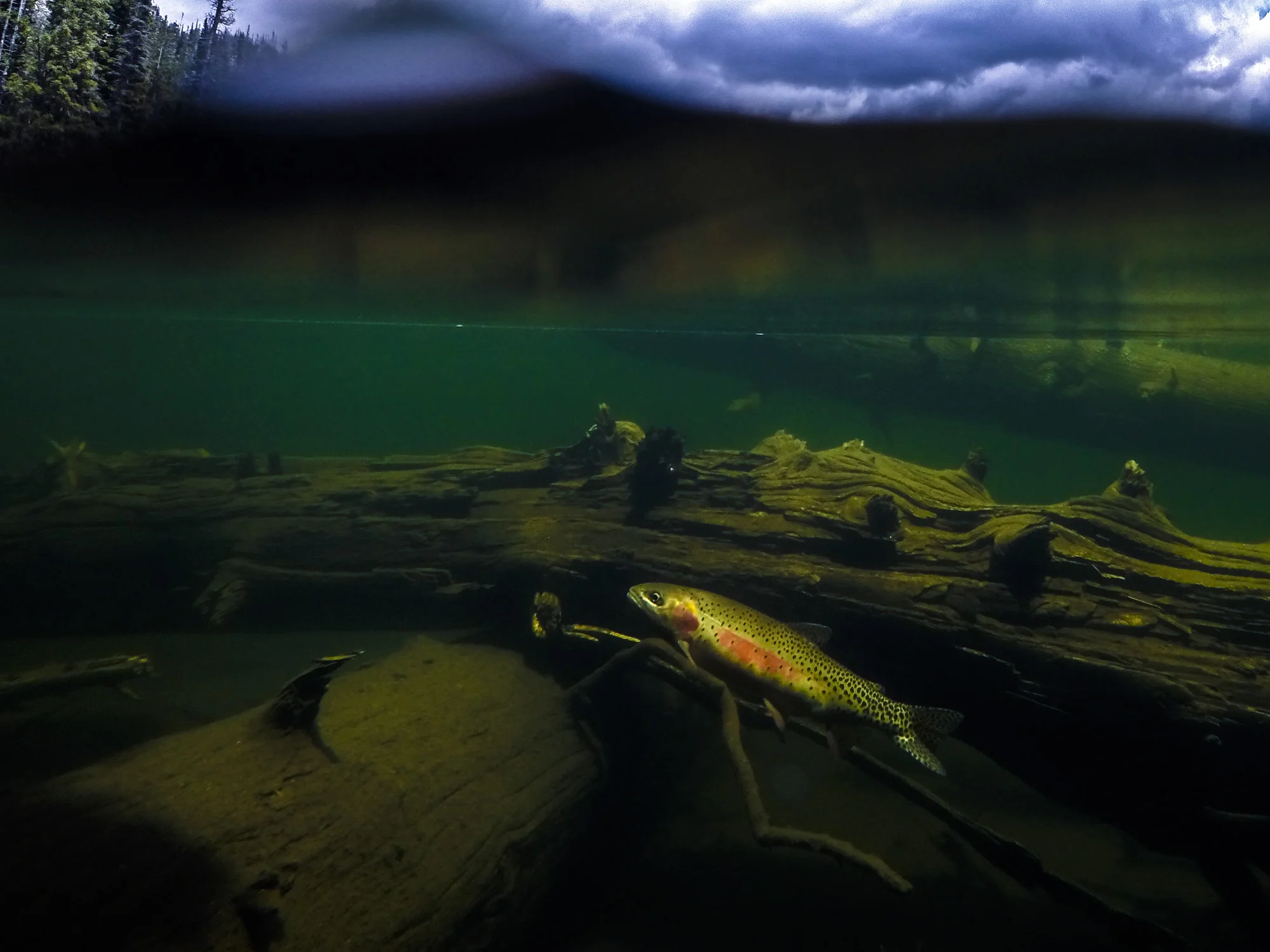A hybrid rainbow/greenback cutthroat. One of the largest threats to the survival of all native cutthroats is the introduction of introduced species. 