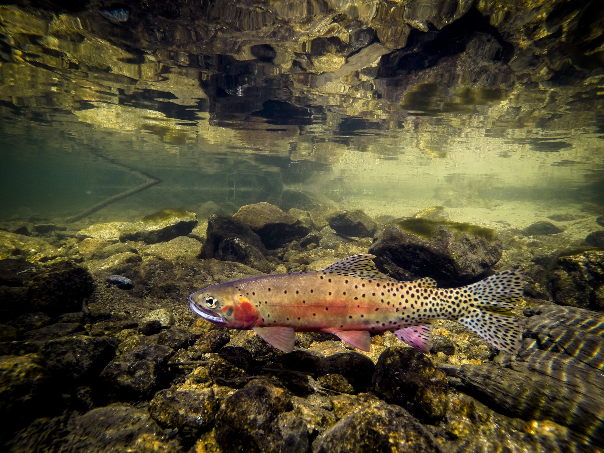  A greenback cutthroat in spawning colors.&nbsp; 