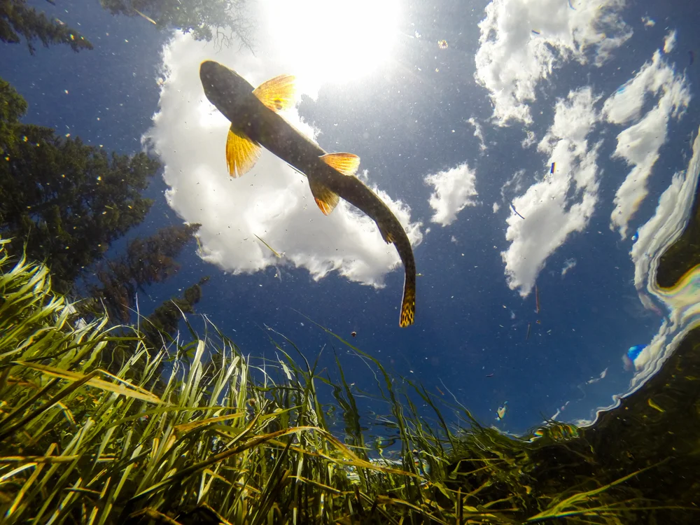 Greenback cutthroat, view from below.