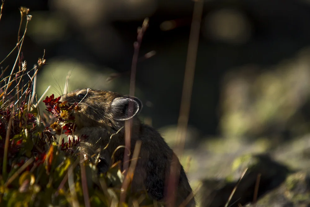 Gathering plants for the hay pile.
