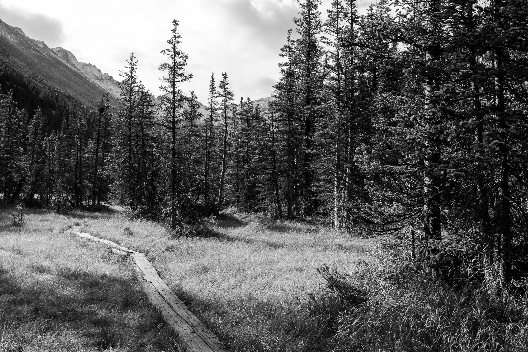Boards crossing a bog near Black Lake.