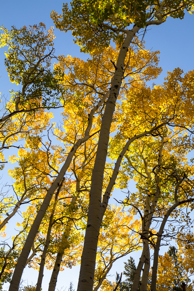 Back-lit aspen near the Bierstadt Lake trail.