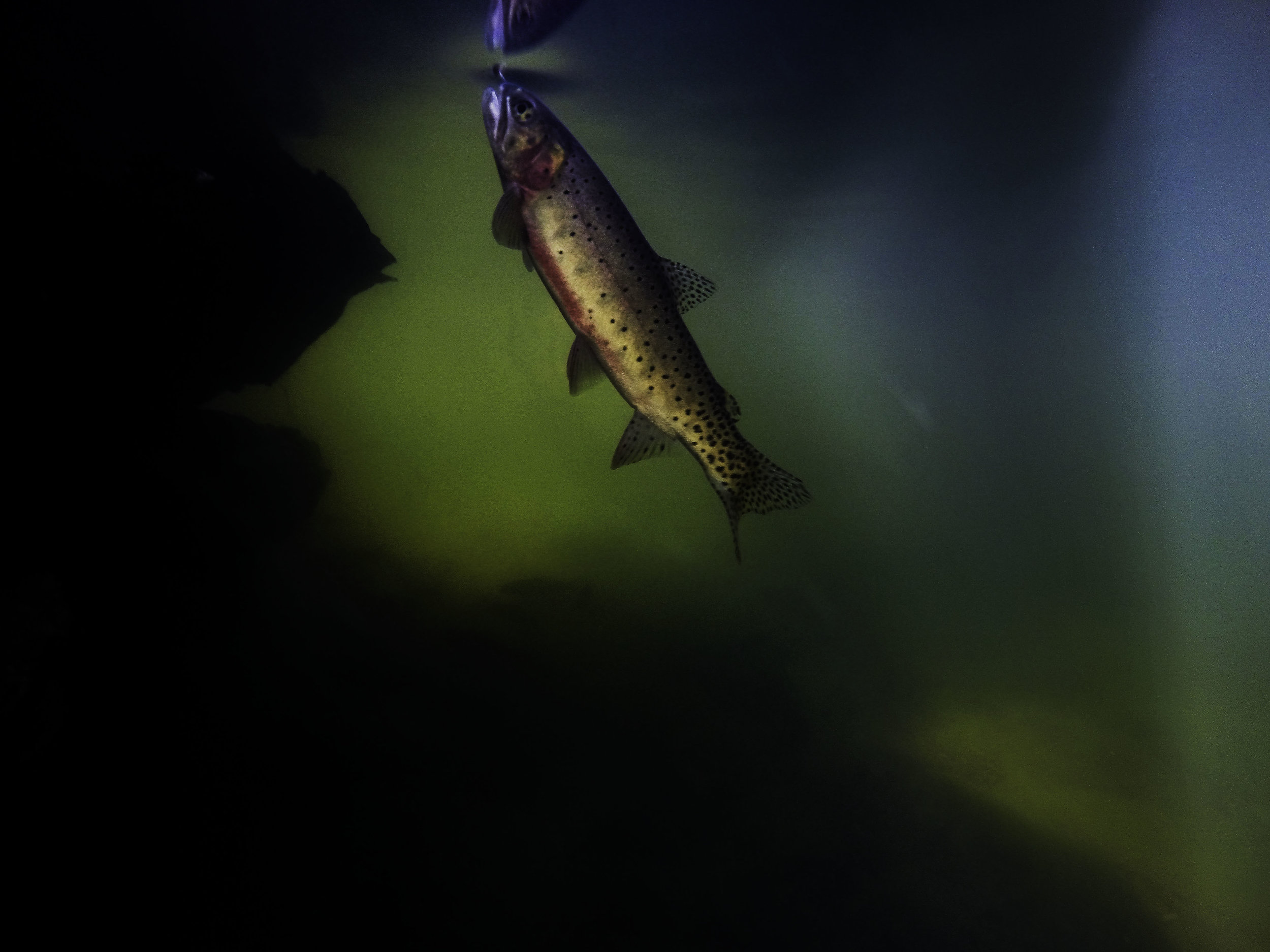  A greenback cutthroat feeds on the surface. 