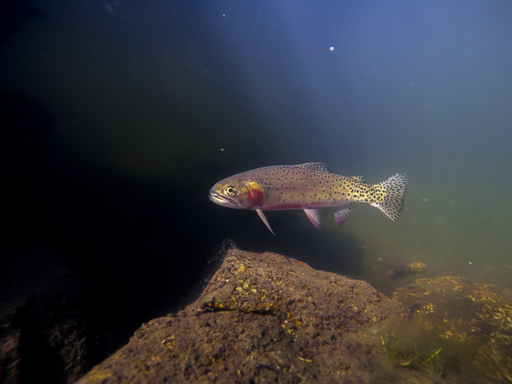 A beautiful female greenback comes out of the shadows.