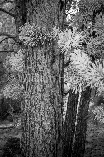20170203-Glen Haven Frost-009