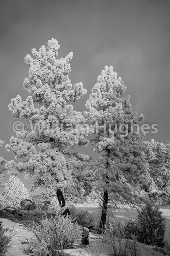20170203-Glen Haven Frost-042