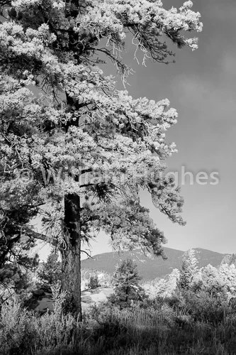 20170203-Glen Haven Frost-050-2
