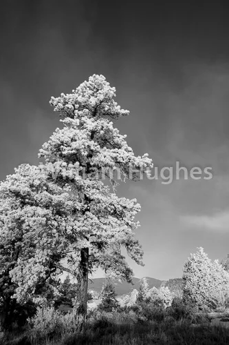 20170203-Glen Haven Frost-051-2