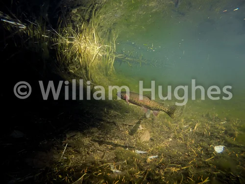 20161013-Fall RMNP Underwater-717