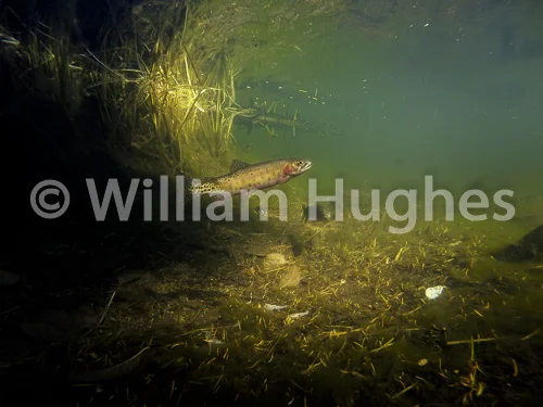 20161013-Fall RMNP Underwater-732