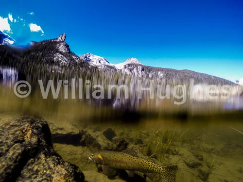 20161013-Fall RMNP Underwater-1343