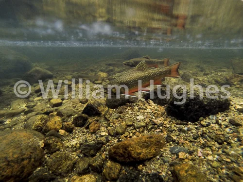 20161006-Fall RMNP Underwater-203