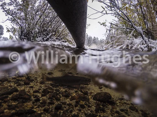 20161006-Fall RMNP Underwater-411