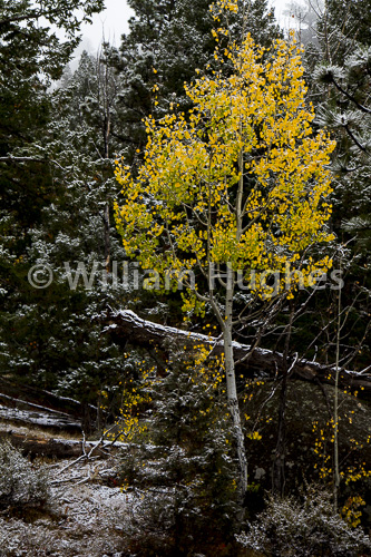 20161006-First Snow-008