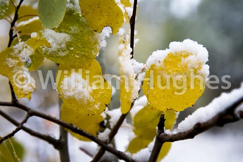 20161006-First Snow-015