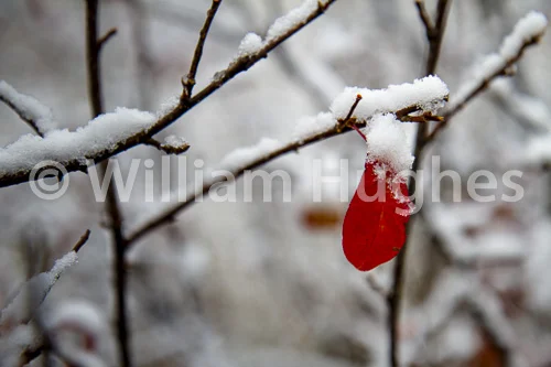 20161006-First Snow-024