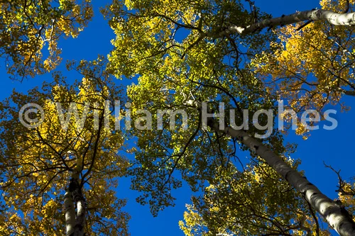 20160929-Autum RMNP-112