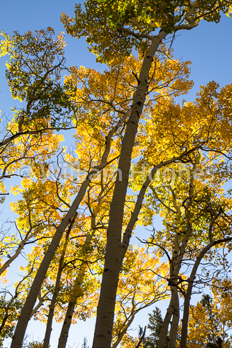 20160929-Autum RMNP-115
