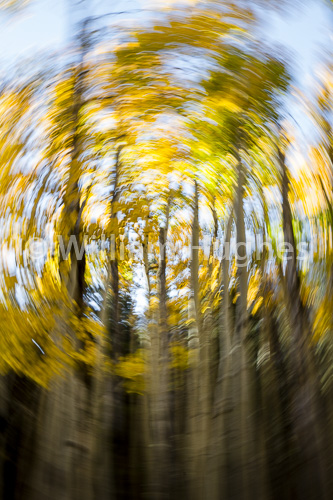 20160929-Autum RMNP-226