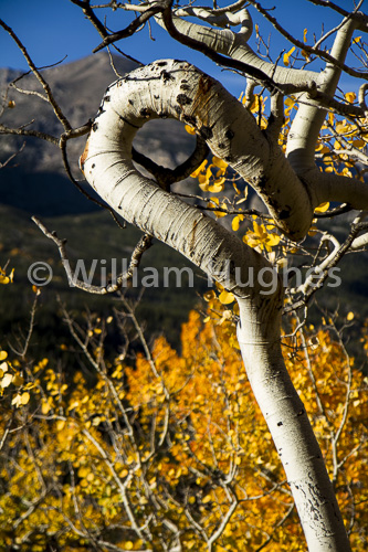 20160929-Autum RMNP-283