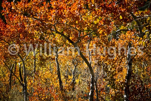 20160929-Autum RMNP-348