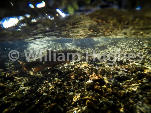 20160929-Fall RMNP Underwater-012