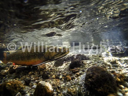 20160929-Fall RMNP Underwater-092
