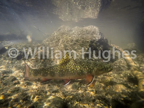 20160929-Fall RMNP Underwater-152